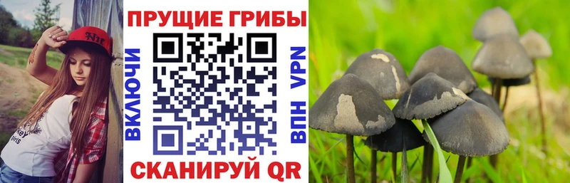 цена   Ветлуга  Псилоцибиновые грибы MAGIC MUSHROOMS 